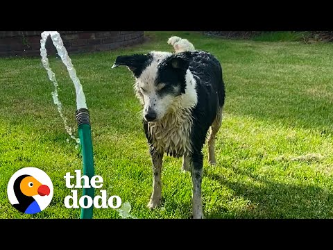 Dog Picks The Exact Right Home To Wander Up To | The Dodo