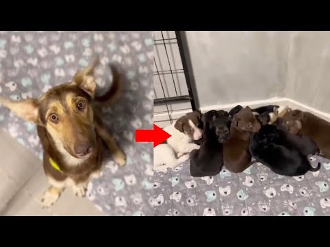 Too Young, Too Broken—Mother Dog Desperately Begs for Help to Save Her 8 Puppies