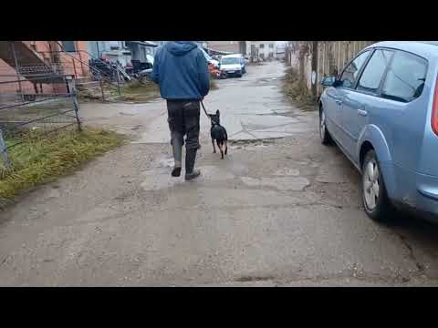 Widar wartet auf sein Glück