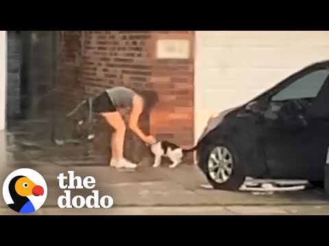 Woman Couldn’t Believe Her Neighbors Abandoned Their Senior Cat | The Dodo