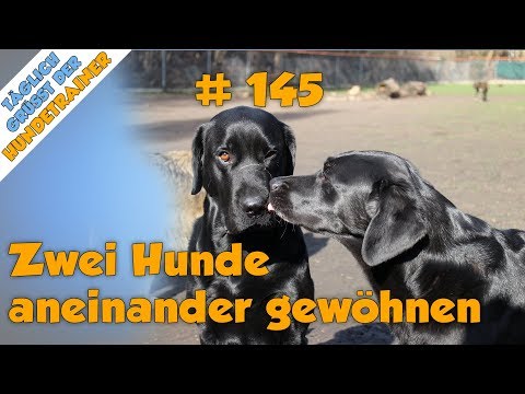 TGH 145 - Zwei Hunde aneinander gewöhnen - Hundeschule Stadtfelle