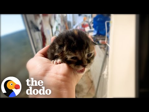 Woman Wasn&#039;t A Cat Person — Until She Met This Kitten | The Dodo
