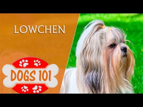 Dogs 101 - LOWCHEN - Top Dog Facts About the LOWCHEN