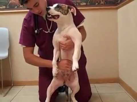 Pet Heimlich Maneuver