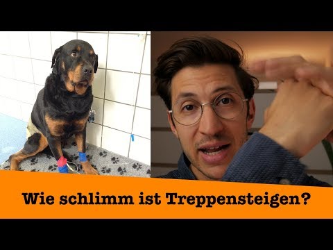 Wie gefährlich ist Treppensteigen für euren Hund? Der Tierarzt klärt auf