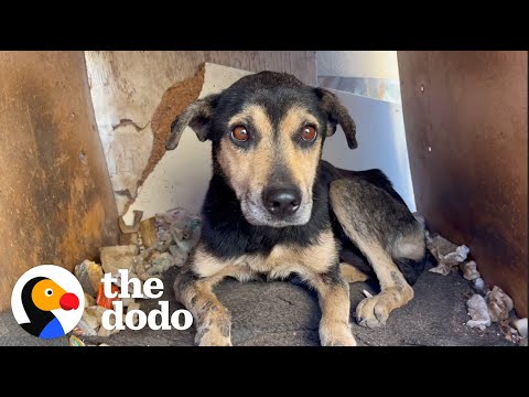 Old Dog That No One Wanted Turns Into A Puppy Again | The Dodo