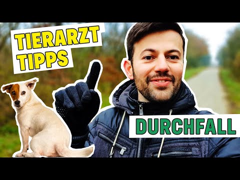 4 TIPPS bei Durchfall beim Hund: Was du tun kannst &amp; Wann zum Tierarzt!?
