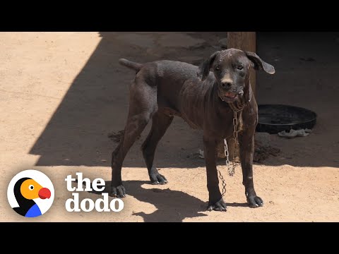 &quot;Aggressive&quot; Chained Up Dog Follows Her Mom Everywhere Now | The Dodo