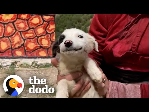 Dog Has The Biggest Smile On Her Face After Being Rescued | The Dodo