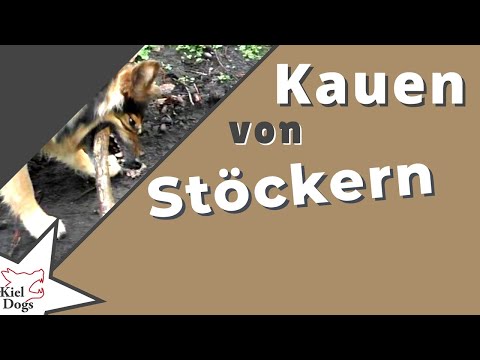 Stock kauen und zerbeißen ist gesund für Deinen Hund!