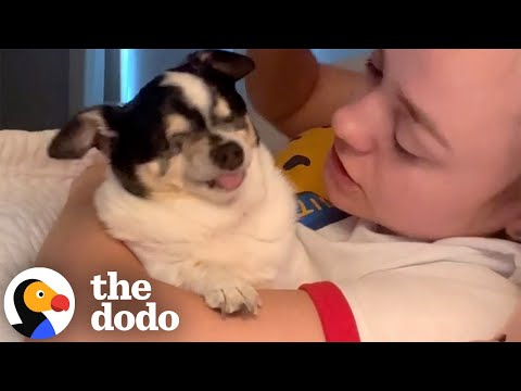 Blind Senior Chihuahua Loves The Sound Of Grandma&#039;s Voice | The Dodo