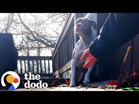 Lost And Shaking Pittie Doesn&#039;t Realize They&#039;re Here To Save Him | The Dodo