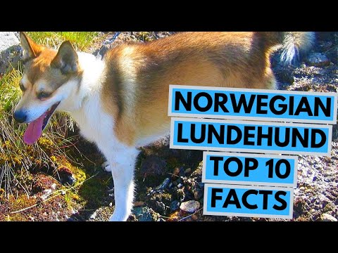 Norwegian Lundehund - TOP 10 Interesting Facts