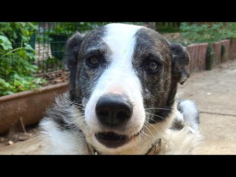 Blind dog was dumped for being &#039;useless&#039;