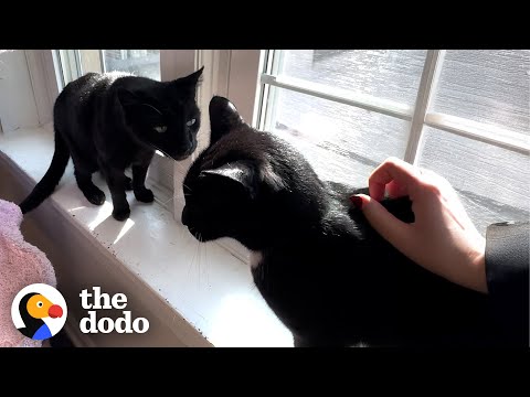 Did You Know Black Cats Are Least Likely To Be Adopted? | The Dodo