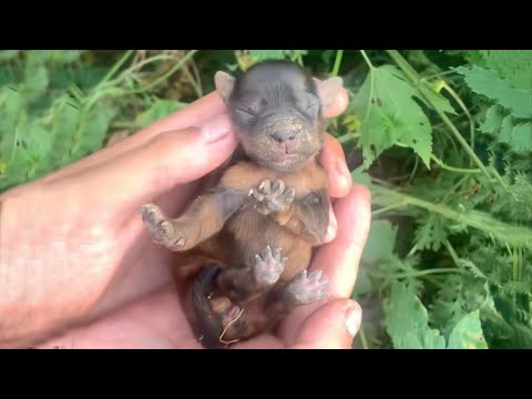 Lying in the bushes, the newborn puppy was hungry and cried loudly calling for its mother