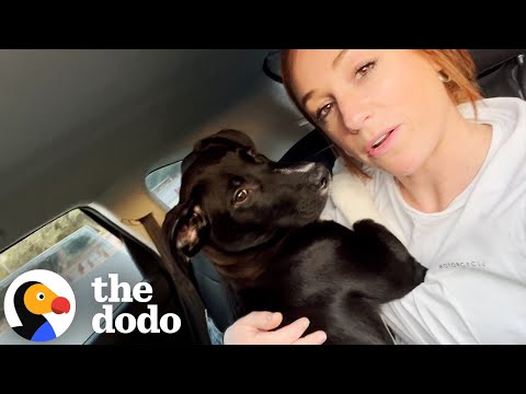 Woman Rescues 3 Puppies Just In Time | The Dodo