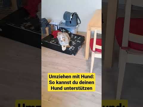 Umziehen mit dem Hund | So kannst du deinen Hund unterstützen, wenn ihr in eine neue Wohnung zieht