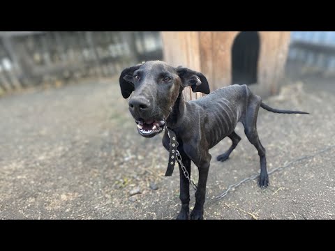 Punished and Chained, the Emaciated Puppy Begs Its Owner After Days of Starvation