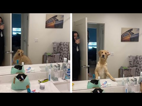 Dog Confused By Mirror While Playing Hide &amp; Seek