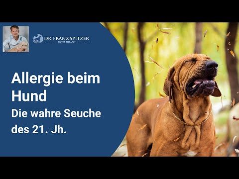 Allergie beim Hund! Das EINZIGE was du wirklich darüber wissen MUSST!