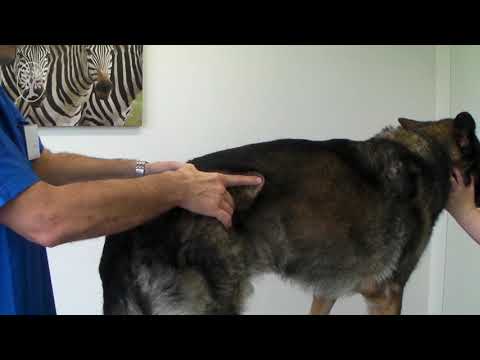 Degenerative lumbosakrale Stenose und Cauda equina-Syndrom