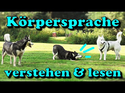 Hunde Körpersprache - lesen und verstehen &amp; die Kommunikation zwischen Hunden / Nature Trails