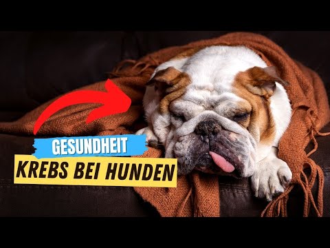 5 Dinge, die ein Hund tut, wenn er Krebs hat 😥