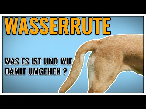 Was ist eine Wasserrute? - TGH 380