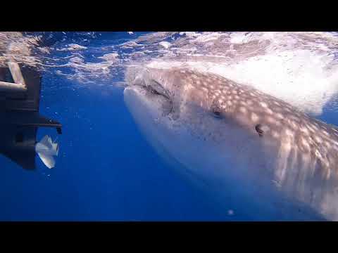 SAILOR THE LABRADOR KISSES WHALESHARK!