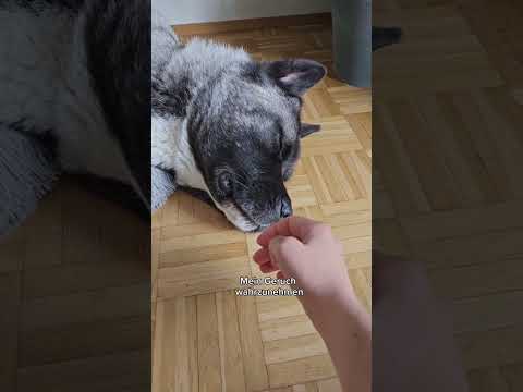 Was mache ich wenn Yuka schläft? #tauberhund #hunde #shorts #akita