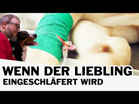 😭 Euthanasie - Wenn der Liebling eingeschläfert wird 😭