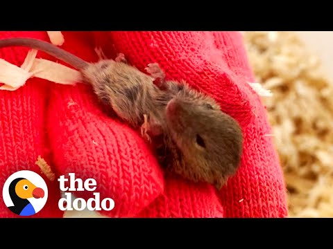 Couple Rescues A Tiny Mouse From The Grocery Store | The Dodo