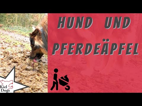 Pferdeäpfel Giftköder? Gefahr durch Pferdekot? Tödlich oder Gesund? Hunde Risiko oder nur Natürlich?