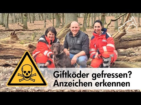 Was tun wenn der Hund 🐶 Giftköder gefressen hat? 🚑 Oli Petszokat fragt nach!