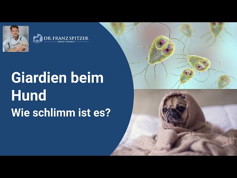 Giardien beim Hund - Was kannst du tun? Wie schlimm ist es?