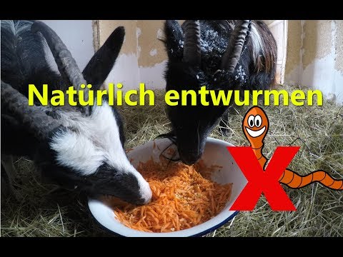 Natürlich entwurmen ohne Chemie für Ziegen, Pferde, Hühner, Hunde &amp; Katzen