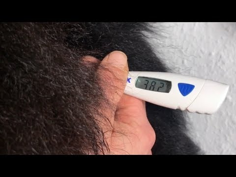 Fieber messen beim Hund