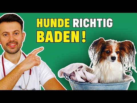 Sollte man Hunde baden? - Wichtige Tierarzt Tipps!
