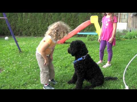 Der Barbet, ein idealer Familienhund