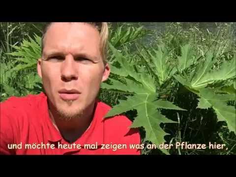 Riesenbärenklau im Tierarzt-Selbstversuch - NICHT NACHMACHEN!!!