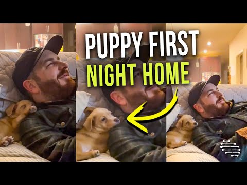 Puppies First Night Home as It Snuggles Next to Daddy’s Shoulder