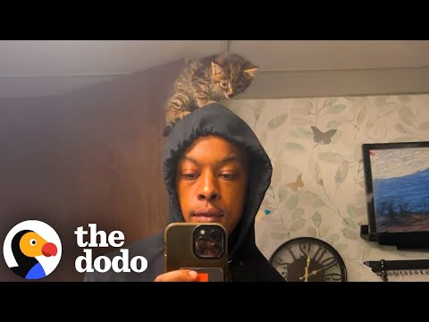 Guy Rescues A Tiny Kitten And Puts Her In His Rap Videos | The Dodo