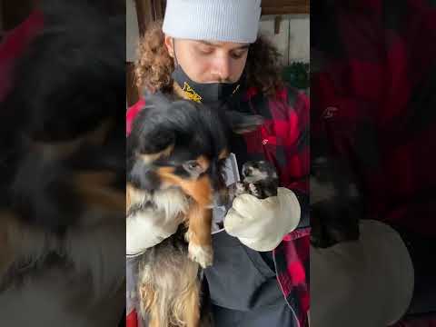 Little Dog Goes From Living In A Shed To Her New Mom&#039;s Bed | The Dodo