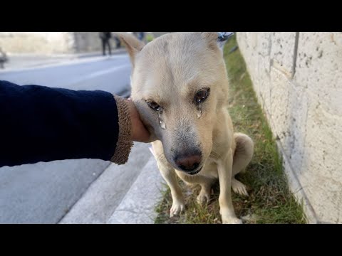 Abandoned after falling, he begged the people he greeted but they didn&#039;t care