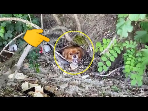 &quot;Save My Puppy&quot;, Mother Dog Cries in the Cave for Help as the Tide Rises