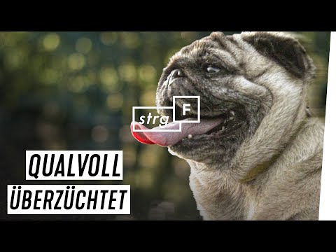 Qualzucht: Wie Mops &amp; Co. leiden, um süß zu sein | STRG_F