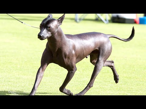 Wegen seinem Aussehen wird dieser Hund so oft gemieden!