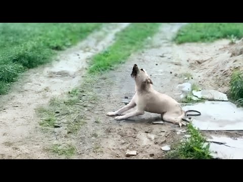 &quot;Please don&#039;t leave me&quot; the paralyzed dog cried when the owner abandoned him.