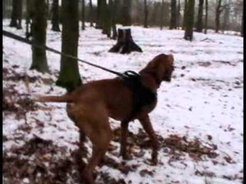 Das Bellen der Hunde - Darstellung verschiedenen Belltypen